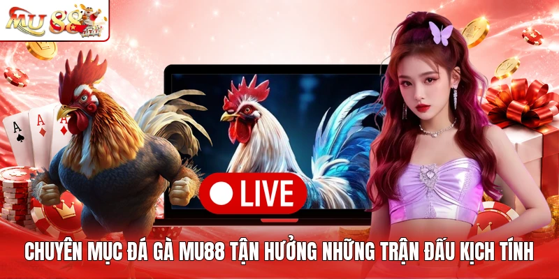 Chuyên mục đá gà MU88 tận hưởng những trận đấu kịch tính