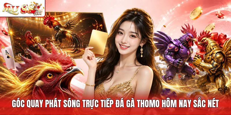 Góc quay phát sóng trực tiếp đá gà Thomo hôm nay sắc nét