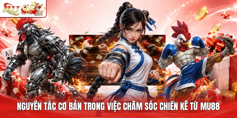 Nguyên tắc cơ bản trong việc chăm sóc chiến kê từ MU88